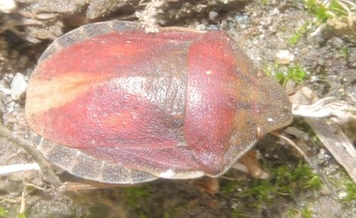 Eurygaster testudinaria